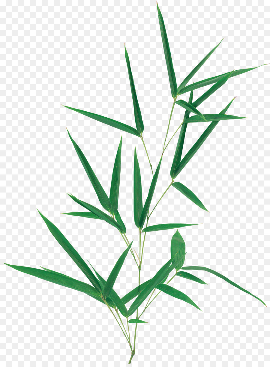 Hoja，Tallo De La Planta PNG