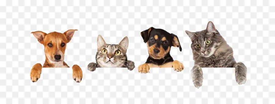 Perro，Gato PNG