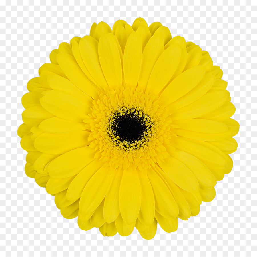 Transvaal Daisy，Flor PNG