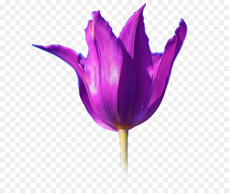 Tulip，Fondo De Escritorio PNG