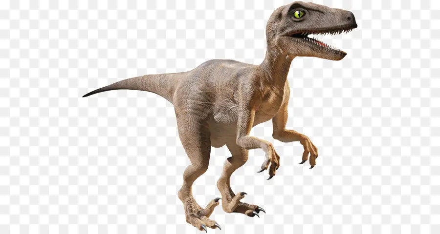 Velociraptor，Triceratops PNG