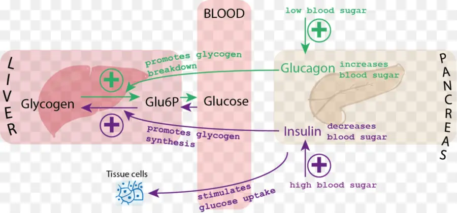 De Azúcar En La Sangre，La Insulina PNG