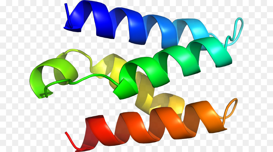 Estructura De La Proteína，Biología PNG