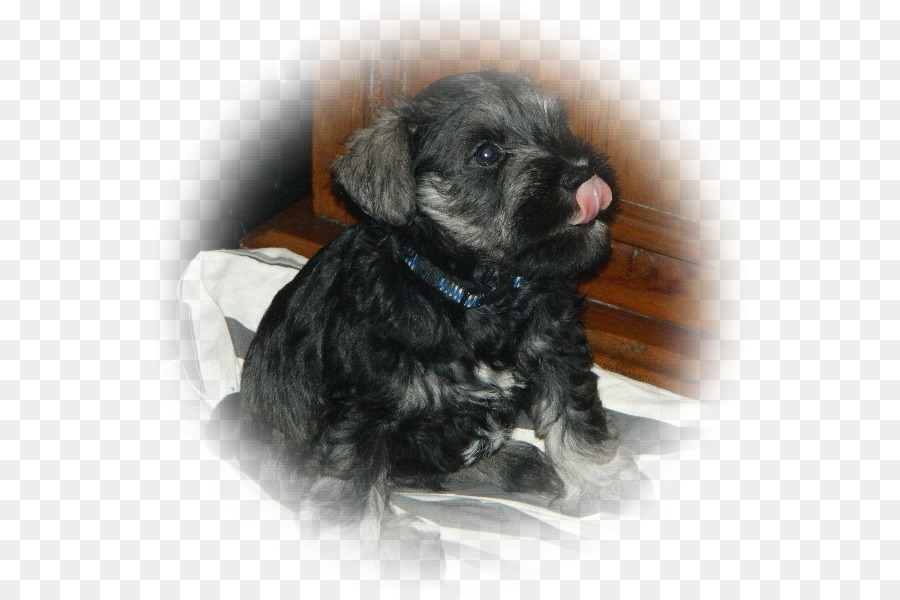 Schnauzer Miniatura，Glen PNG