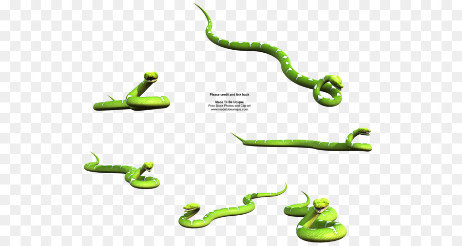 Una Fotografía De Stock，La Serpiente PNG