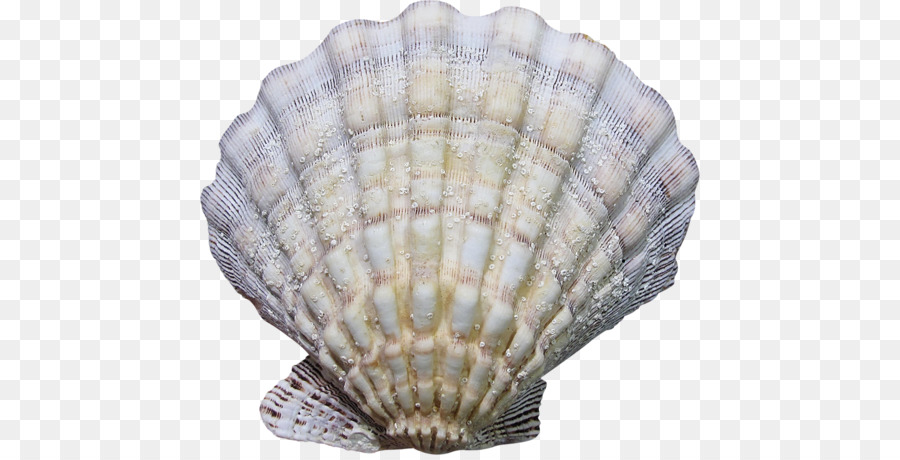 Concha，Océano PNG