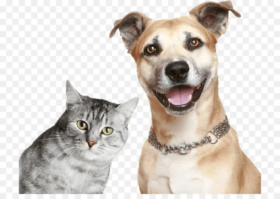 Gato Y Perro，Mascota PNG