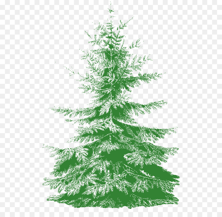 Abeto，Navidad PNG