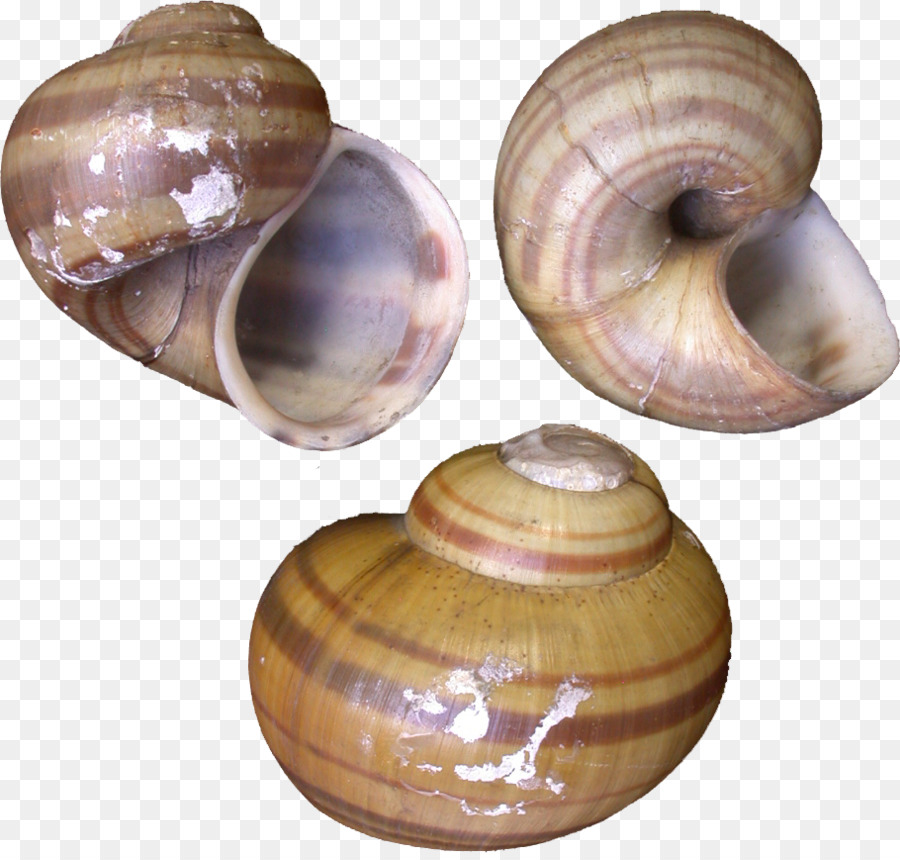 Báltico Macoma，Gasterópodos PNG