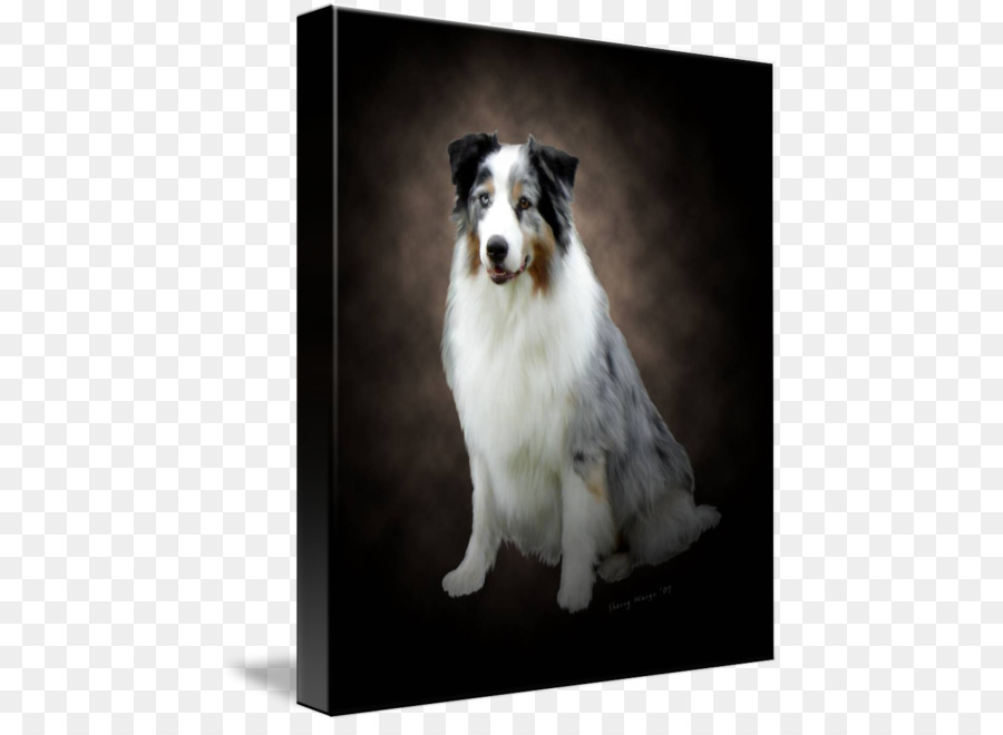 Collie áspero，Border Collie PNG