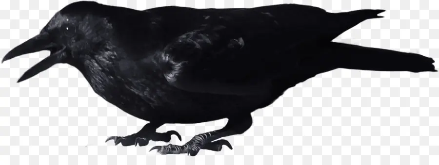 Cuervo Negro，Pájaro PNG