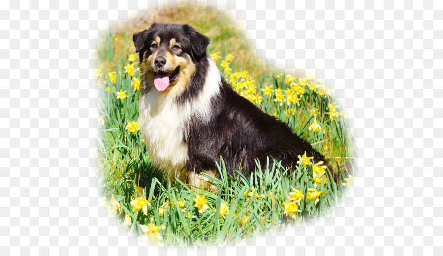 Rough Collie，Pastor Inglés PNG