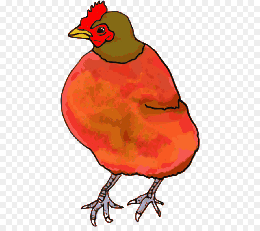 Pollo，Pájaro PNG