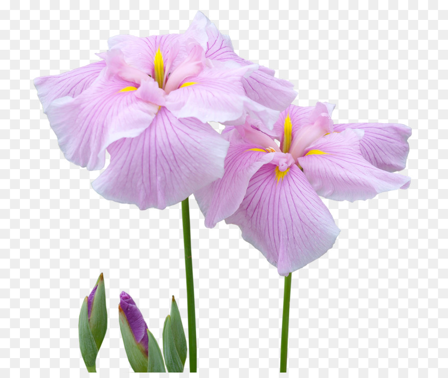 Iris，Flor PNG