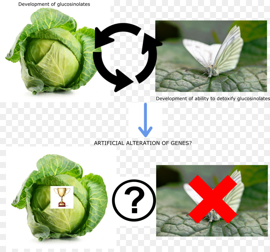 Vegetal，Brócoli PNG