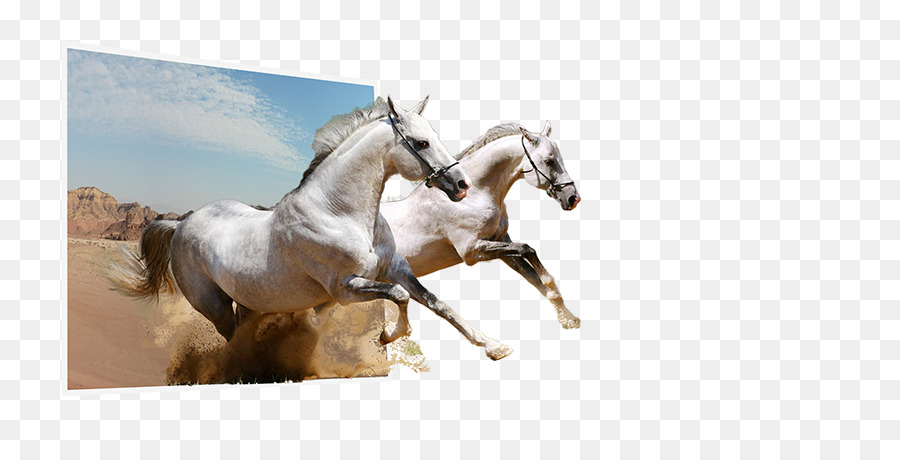 Semental，Caballo De Camaroma PNG