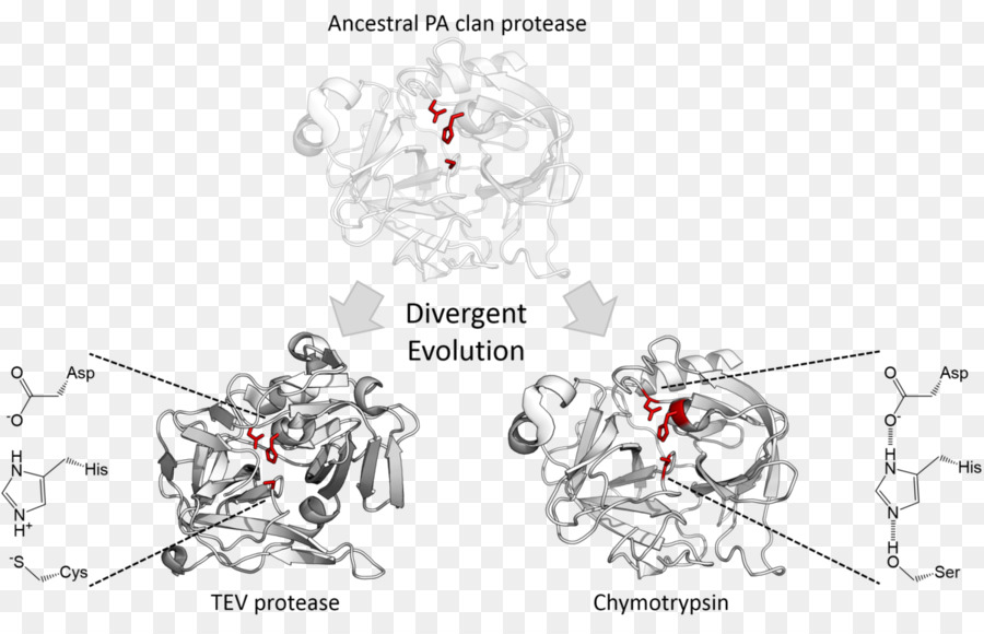 Evolución Divergente，De La Proteasa PNG