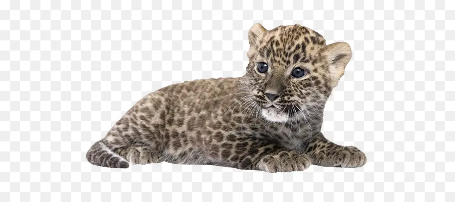 Cachorro De Leopardo，Fauna PNG