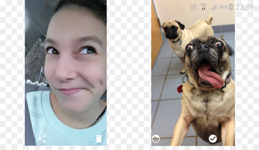 Pug，Cachorro PNG