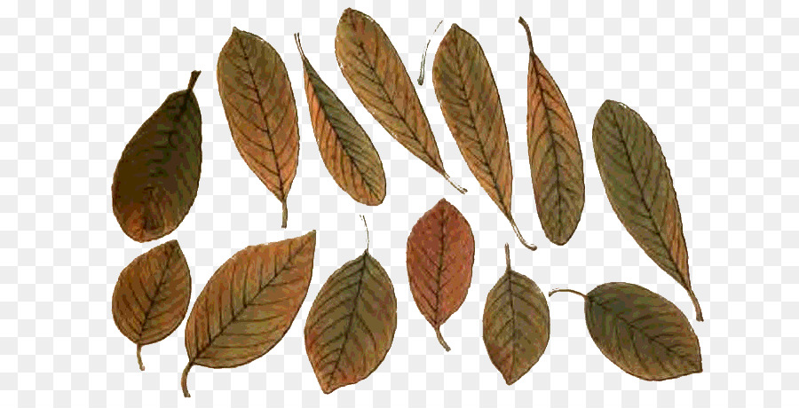 Hoja，Populus Nigra PNG