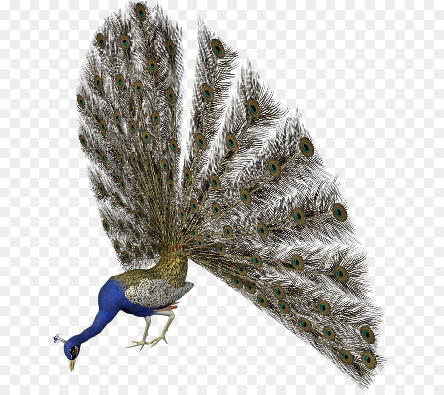 Pavo Real Con Plumas Abiertas，Vistoso PNG