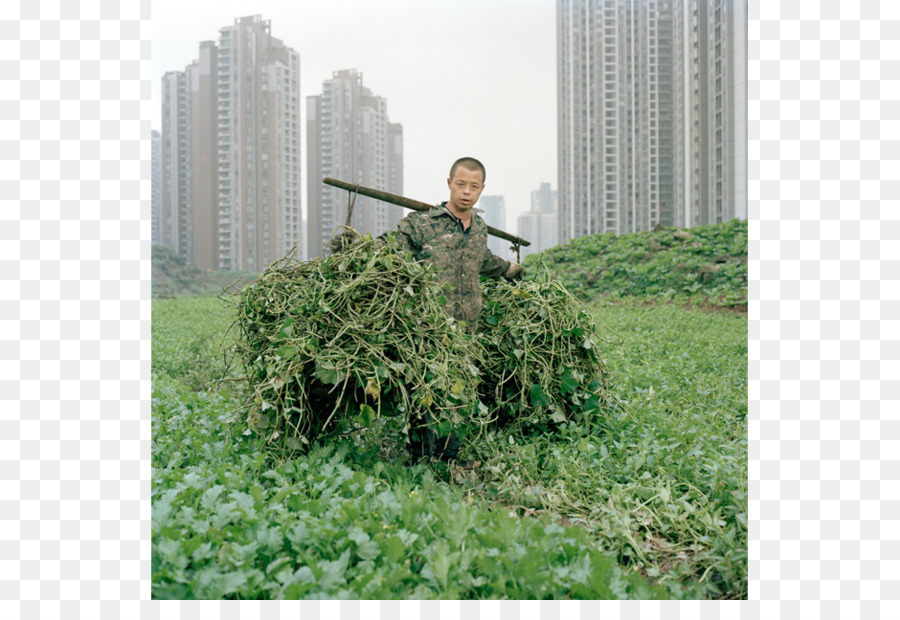 China，La Agricultura Urbana PNG