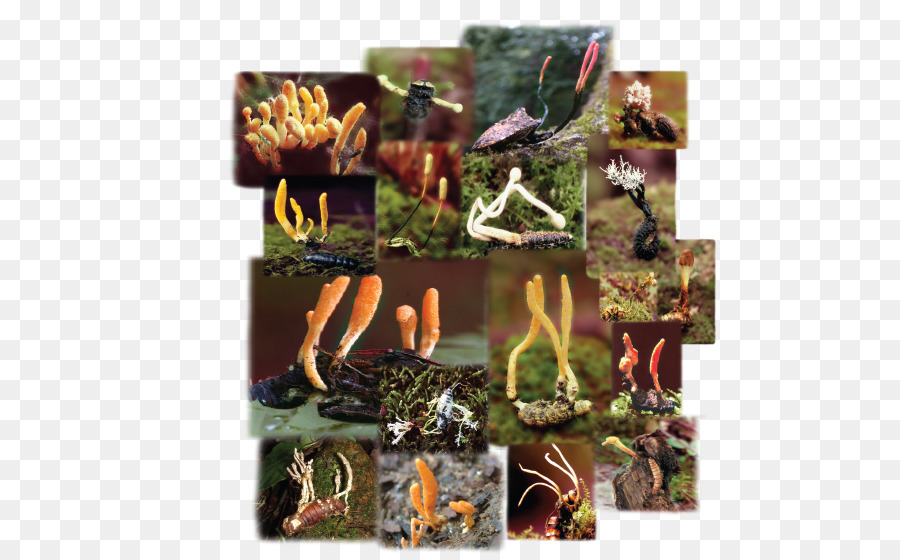 Hongo De La Oruga，Cordyceps PNG