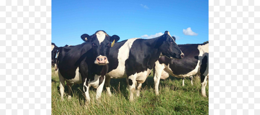 El Ganado，La Leche PNG