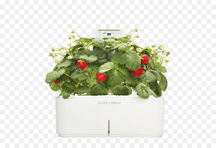 Planta De Fresa，Hidropónico PNG