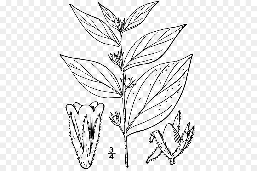 Lithospermum，Lithospermum Latifolium PNG