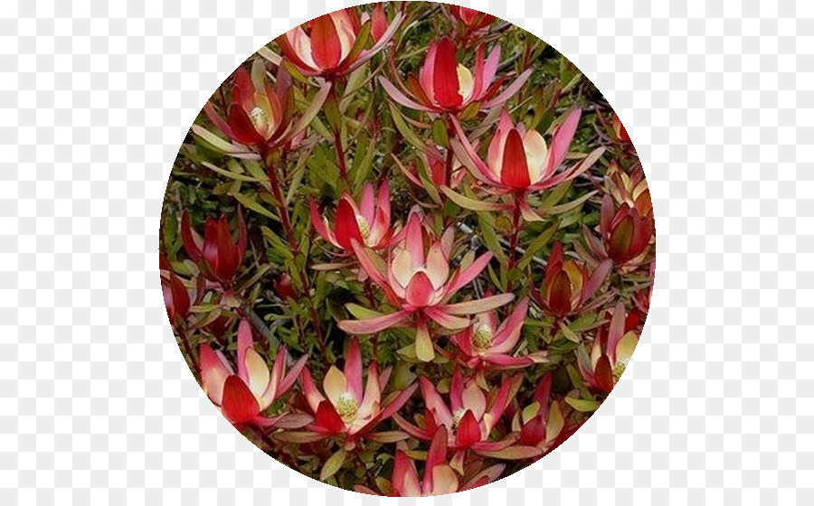 Conebushes，Flor PNG