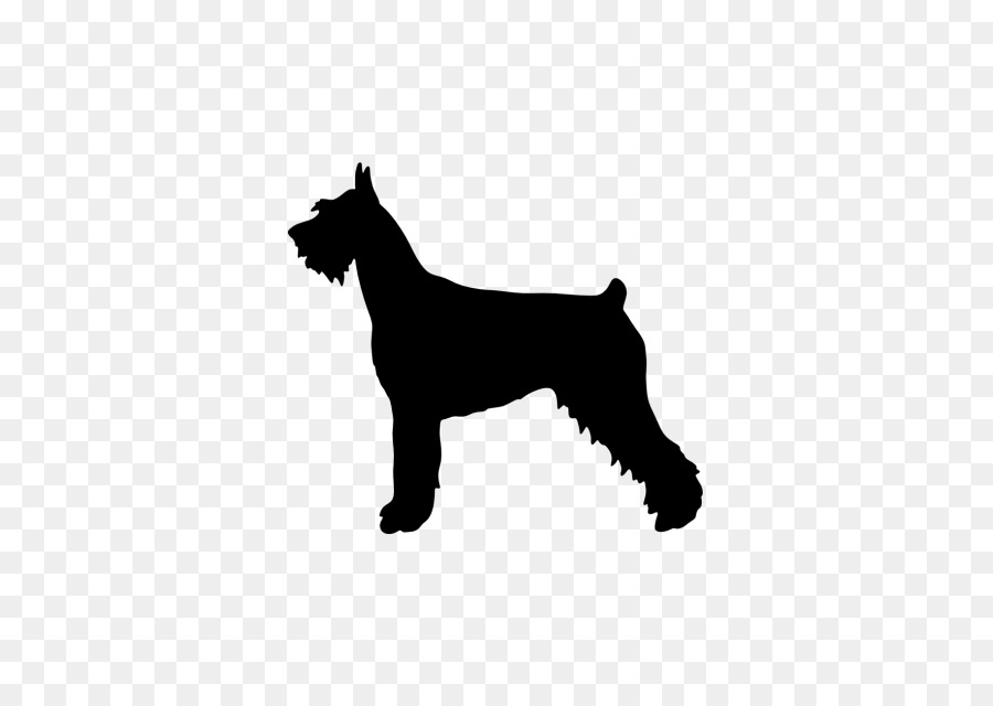 Schnauzer Gigante，Schnauzer Miniatura PNG