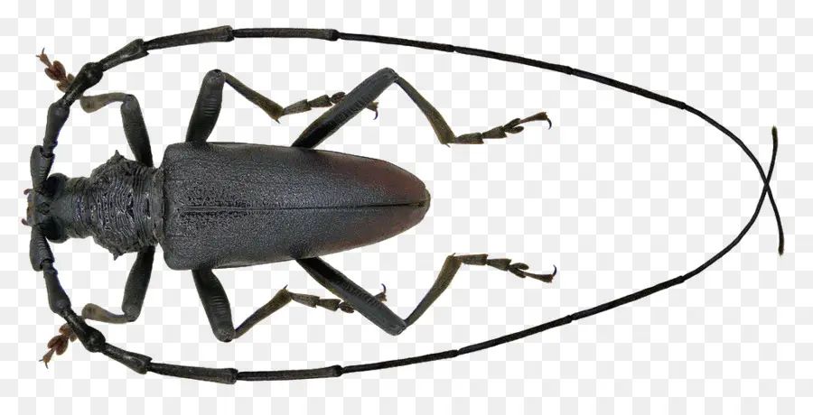 Escarabajo，Cerambyx Cerdo PNG