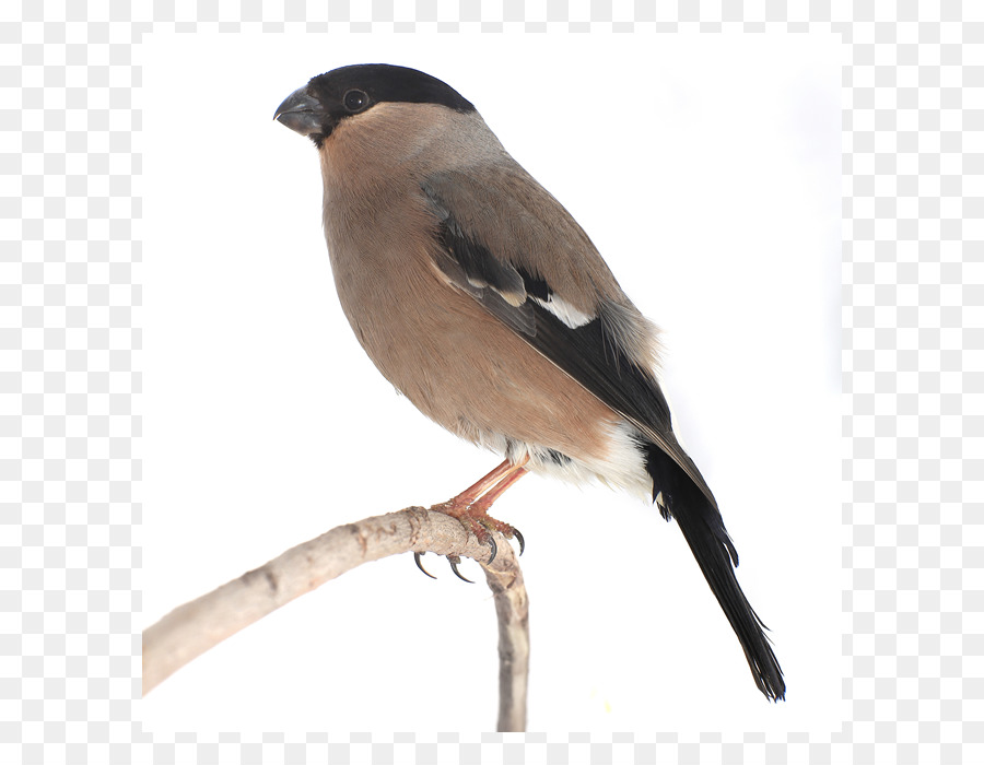 Pájaro，Bullfinch Eurasiático PNG