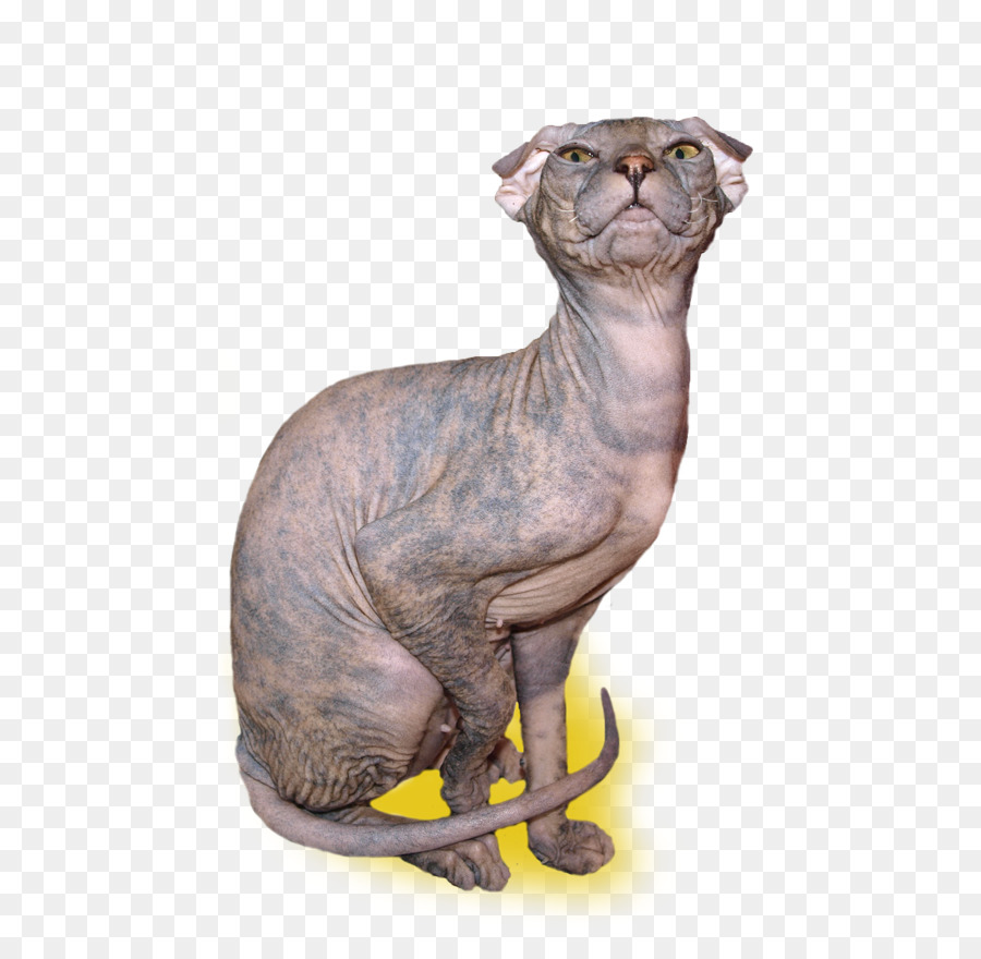 Gato Sphynx，Donskoy PNG