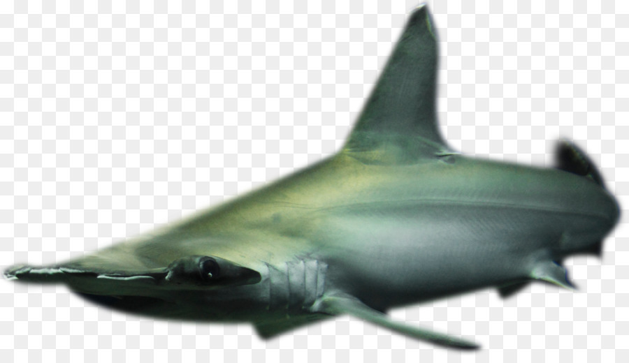 Requiem Tiburones，コベック株 PNG