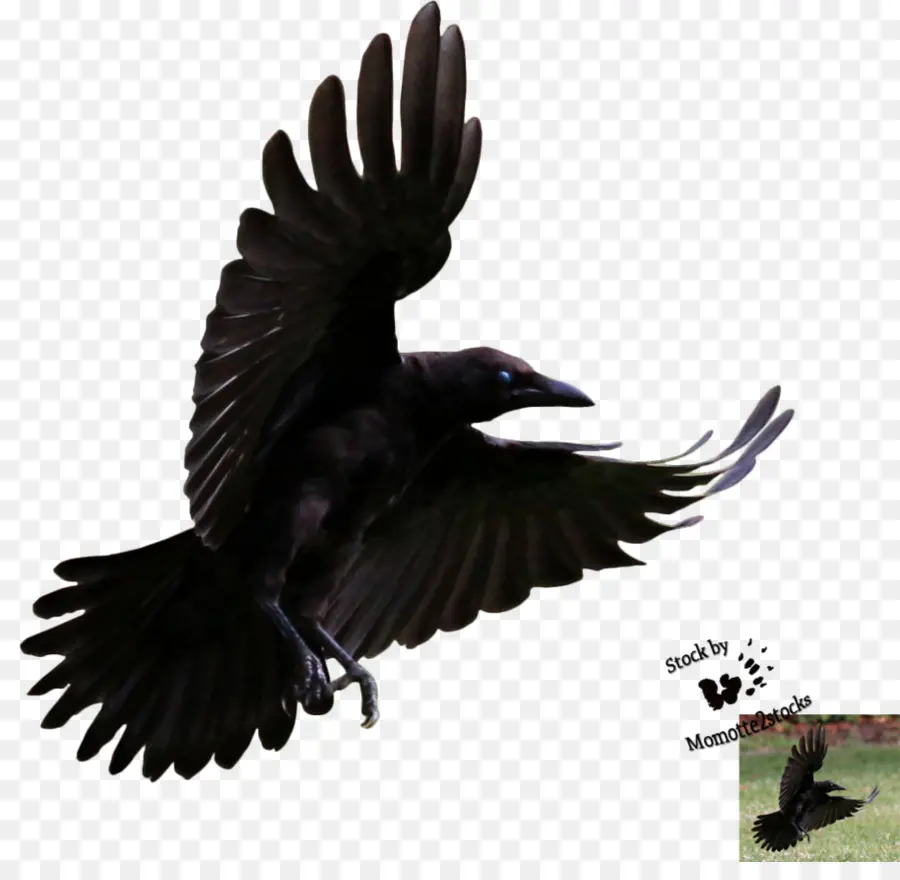 American Cuervo，Pájaro PNG