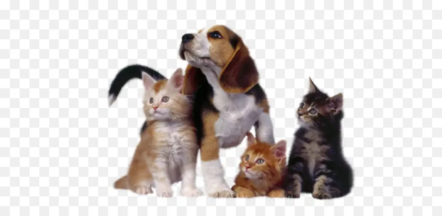 Perro Y Gatitos，Mascotas PNG