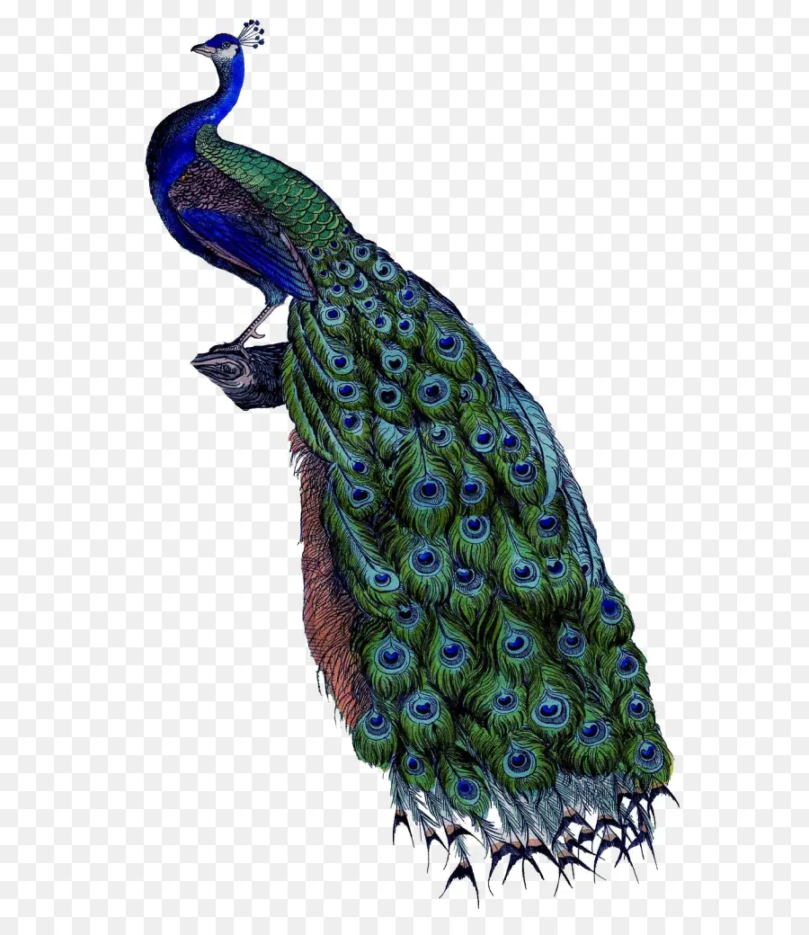 Pavo Real，Plumas PNG