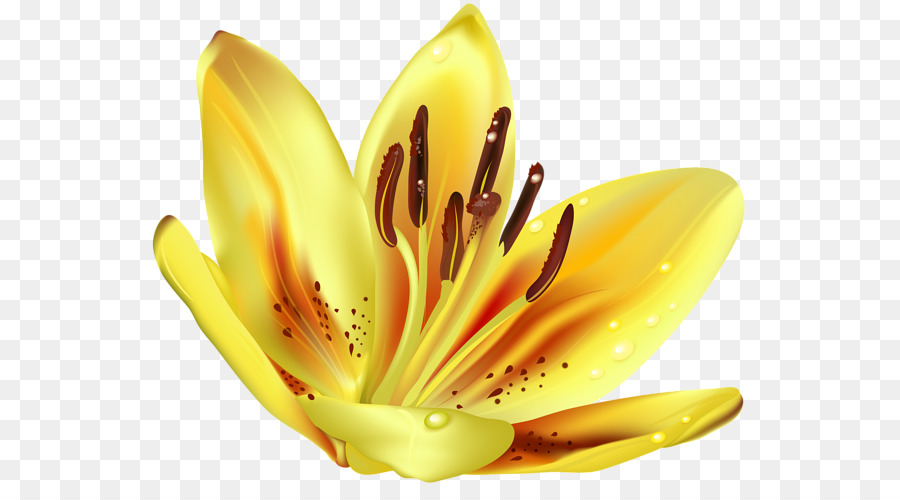 Arte，Lilium PNG