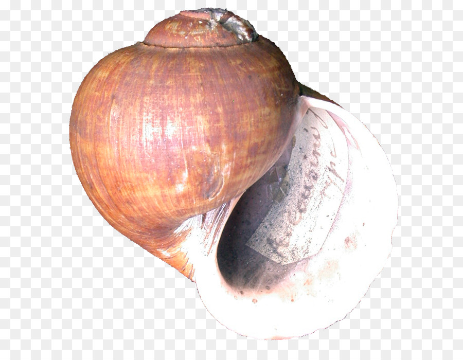 Concha De Caracol，Caracol PNG