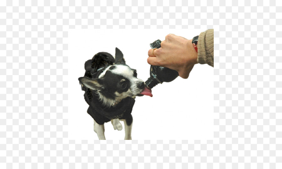 Perro，Cachorro PNG