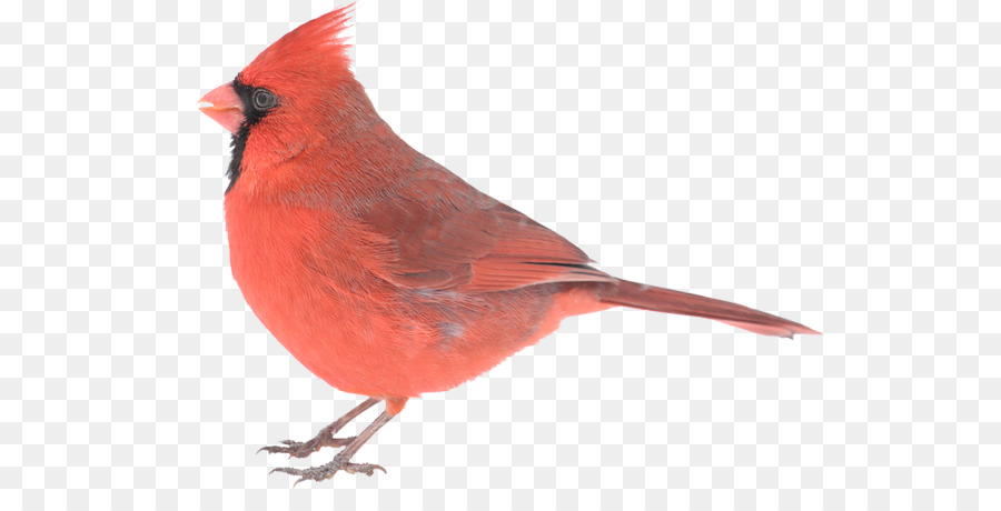 Cardenal，Rojo PNG