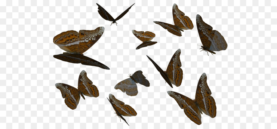 Mariposa，La Polilla PNG