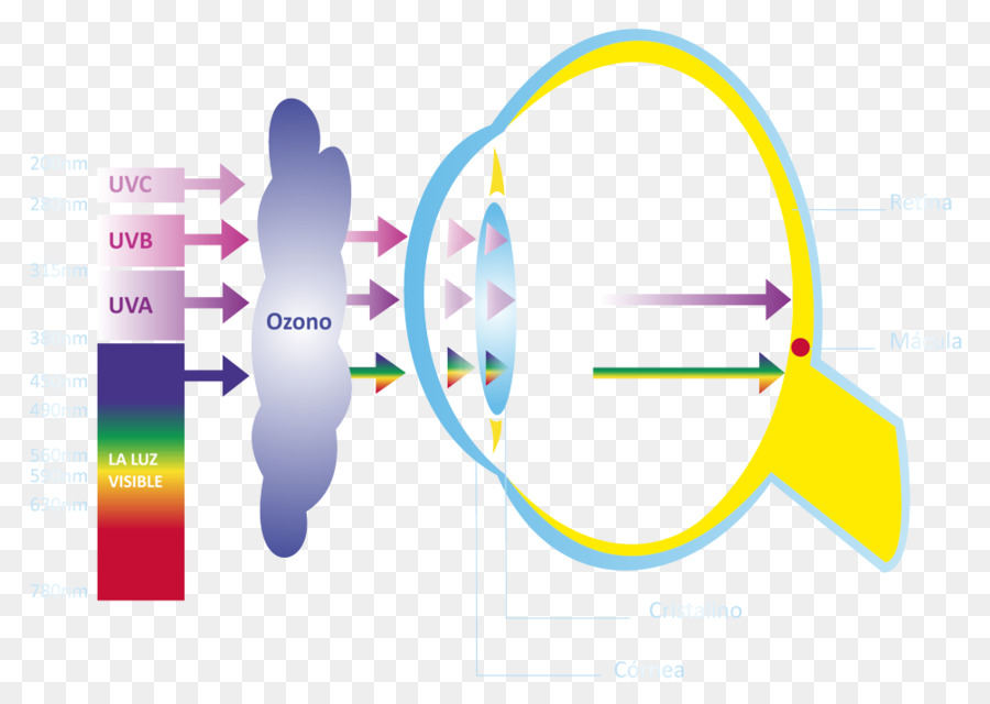 Diagrama Del Ojo，Visión PNG