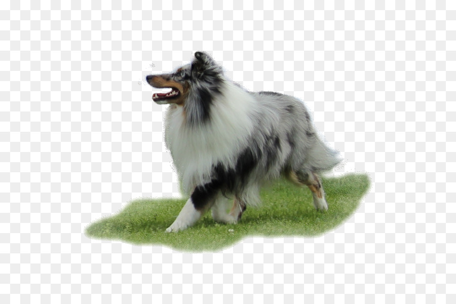 Rough Collie，German Spitz Medios PNG