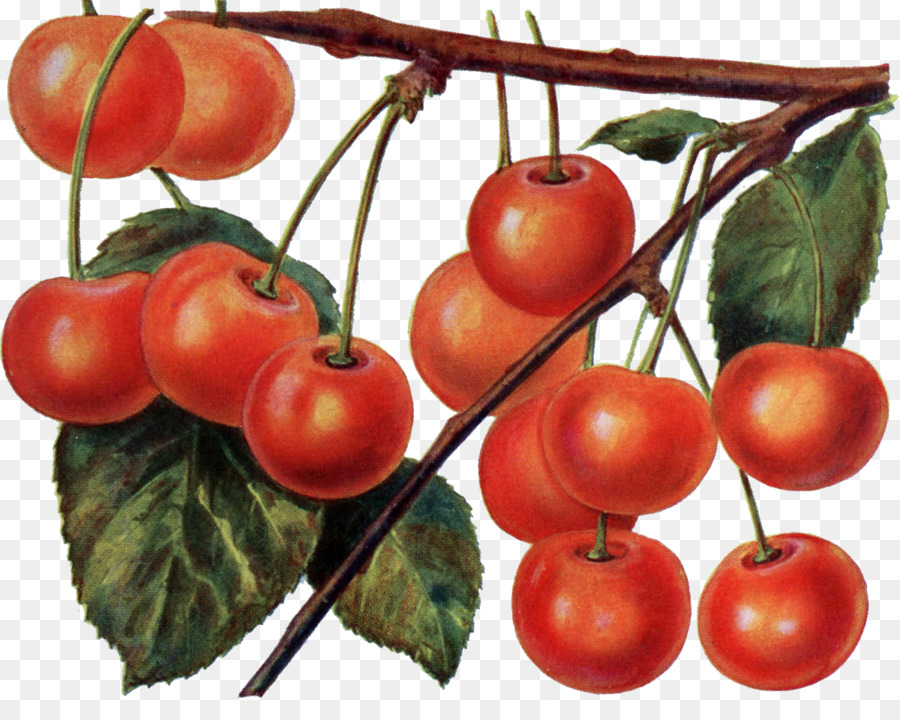 Tomate，Cherry PNG