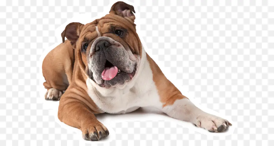 Bulldog，Bulldog Francés PNG