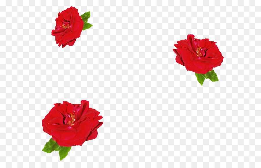 Las Rosas De Jardín，China Rose PNG