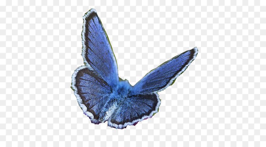 Mariposa，La Polilla PNG